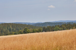 In Lak'ech, Buen Vivir! © 2025 Anna & Martin In Lak'ech, Buen Vivir! © 2025 https://buen-vivir.de/anna-und-martin-heiraten-schamanisch/