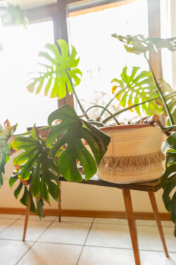 In Lak'ech, Buen Vivir! © 2026 Vicky & Immanuel In Lak'ech, Buen Vivir! © 2026 https://buen-vivir.de/vicky-immanuel/