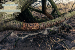 In Lak'ech, Buen Vivir! © 2026 OMG Sabine! In Lak'ech, Buen Vivir! © 2026 https://buen-vivir.de/omg-sabine/