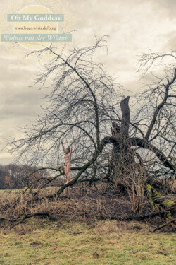 In Lak'ech, Buen Vivir! © 2026 OMG Sabine! In Lak'ech, Buen Vivir! © 2026 https://buen-vivir.de/omg-sabine/